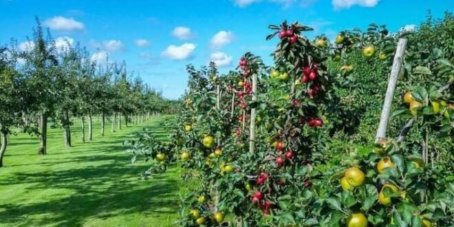 Penerapan Bioteknologi Pertanian Wujudkan Ketahanan Pangan Www Koranpelita Com